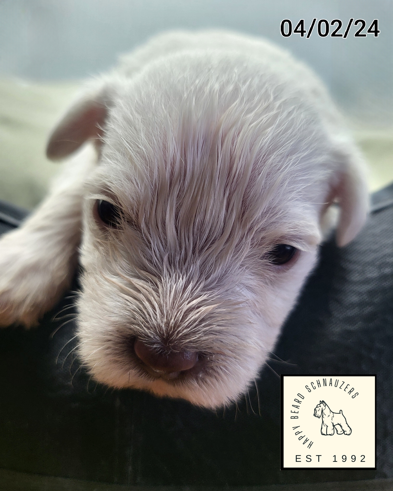 White Liver Miniature Schnauzer Puppy