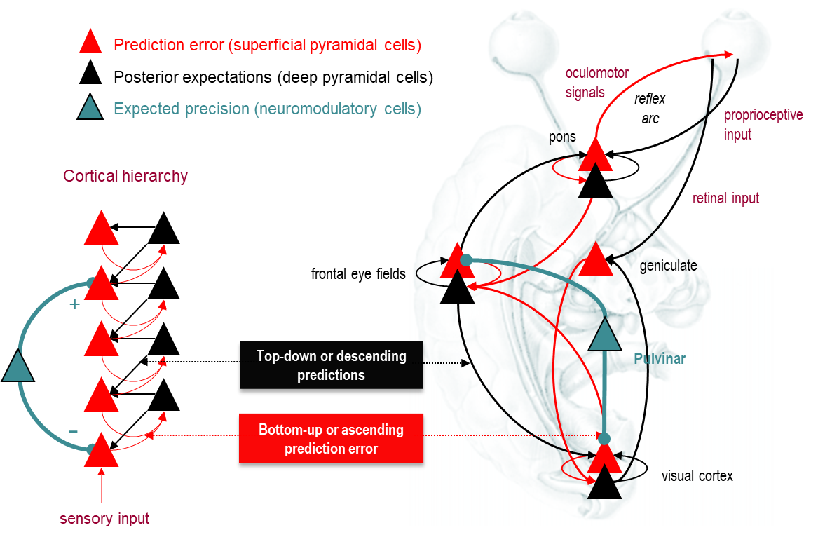 A diagram of a brain

Description automatically generated