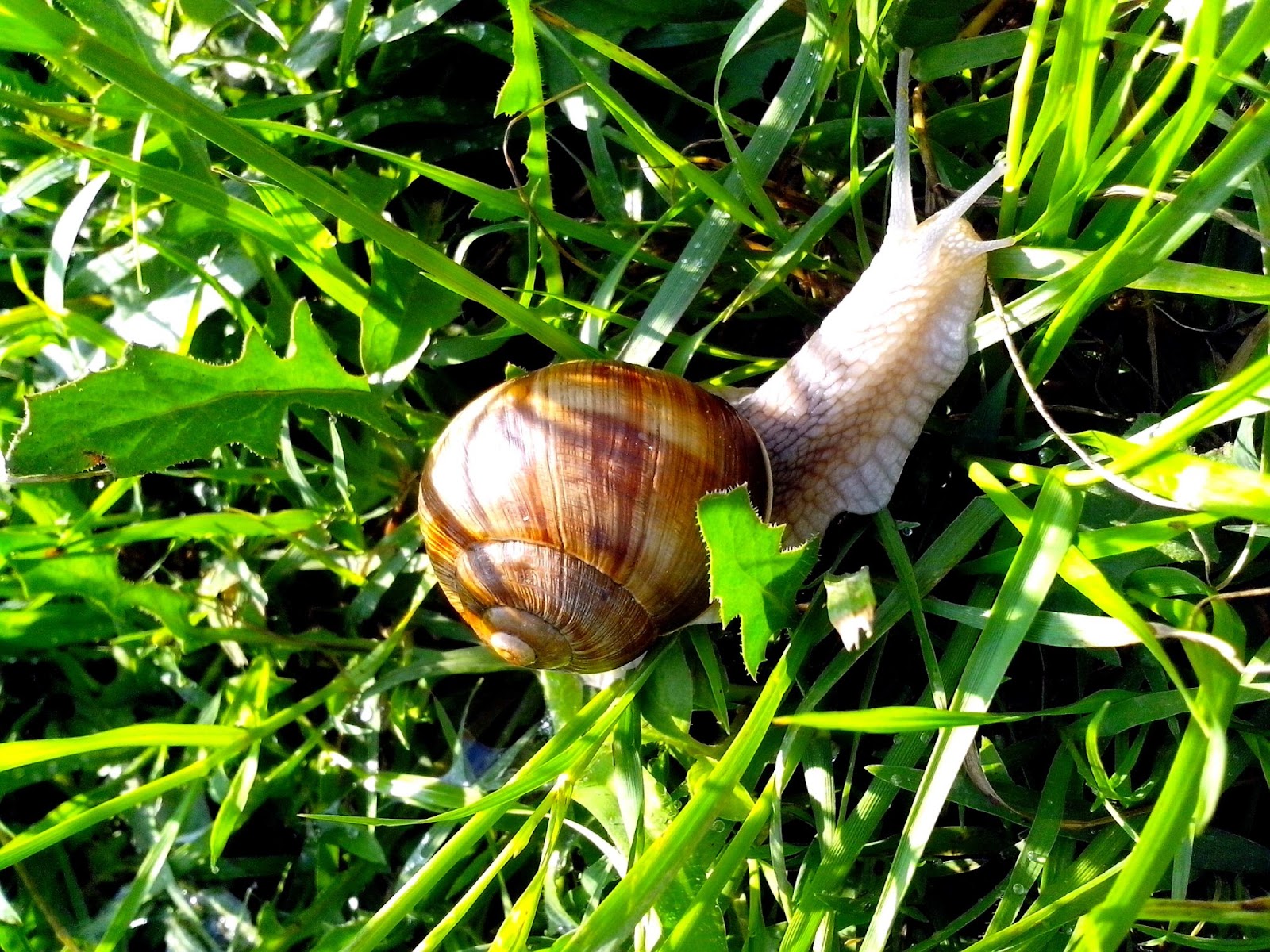 Do Snails Eat Grass