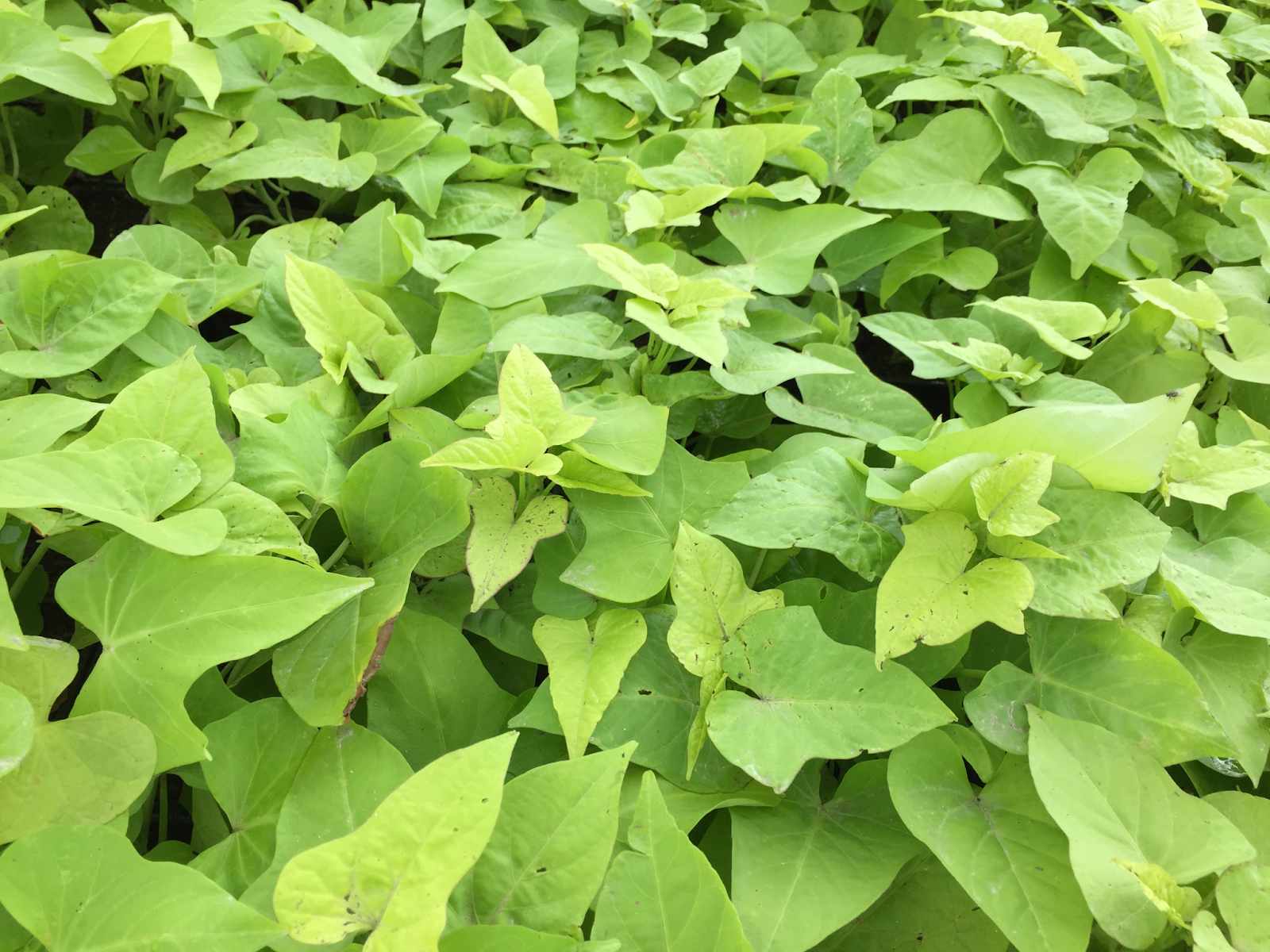 Potato Vine (Solanum jasminoides)