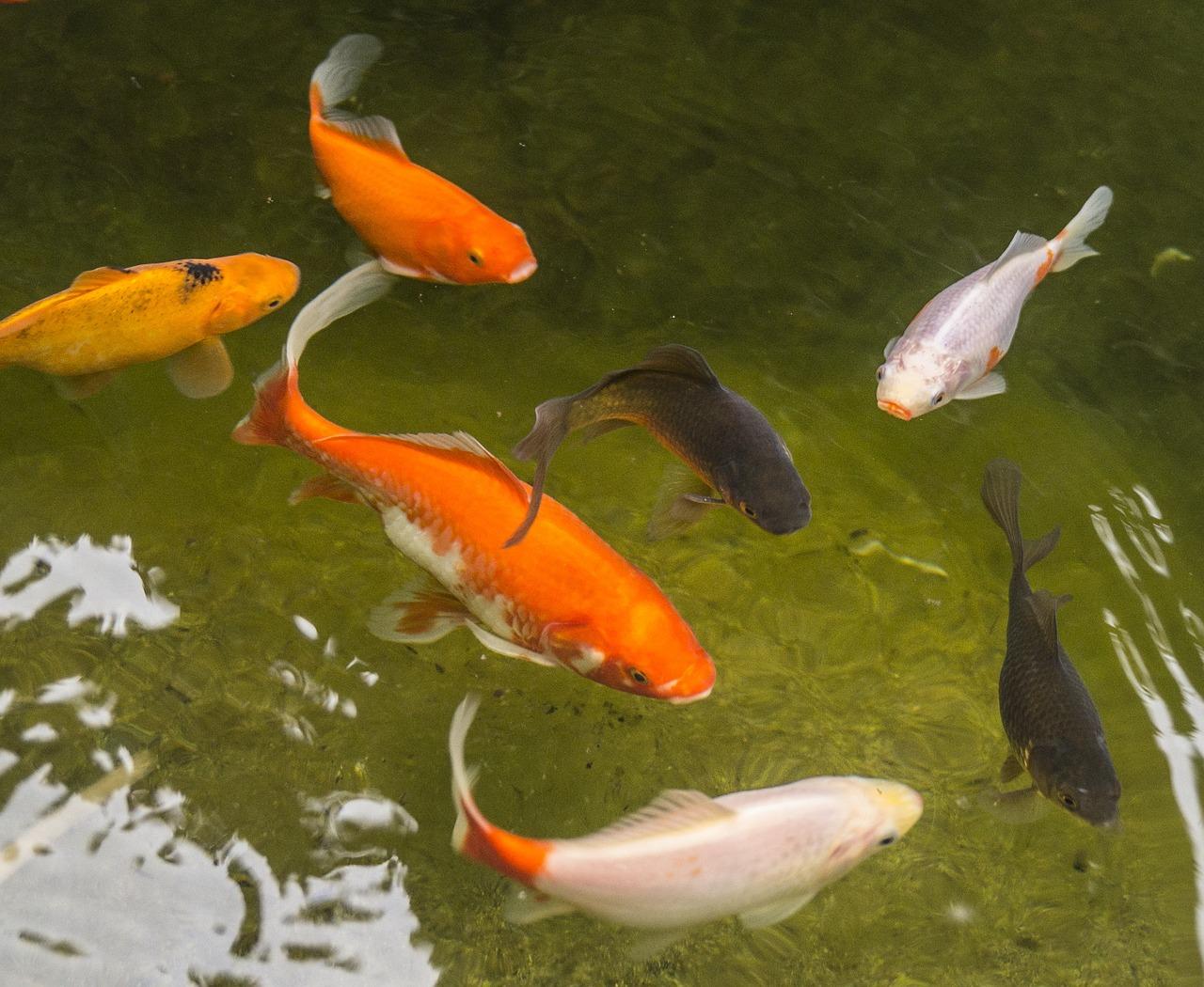Goldfische im Gartenteich