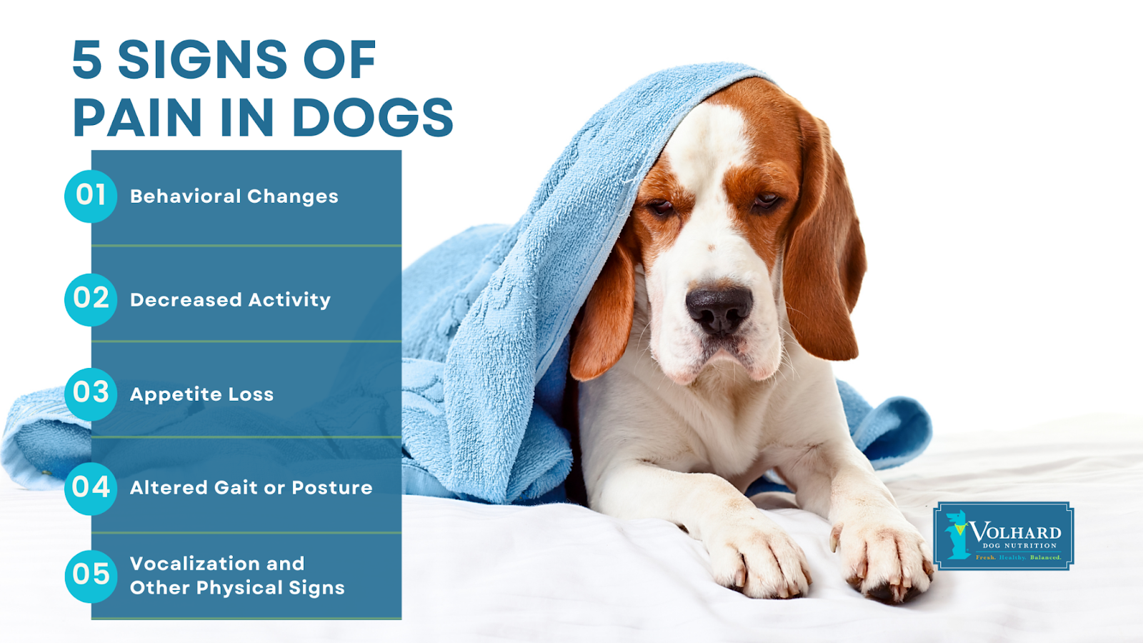 5 signs of pain in dogs