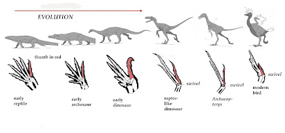 Conheça o Archaeopteryx: o elo perdido entre aves e répteis