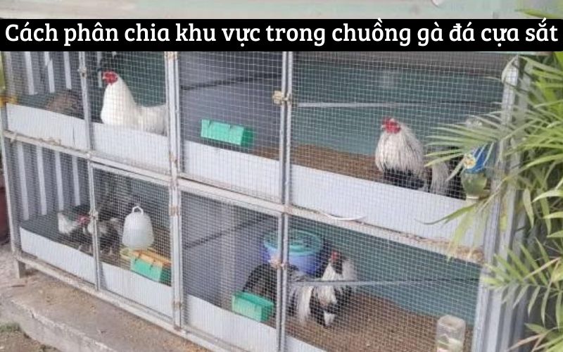 Cách phân chia khu vực trong chuồng gà đá cựa sắt