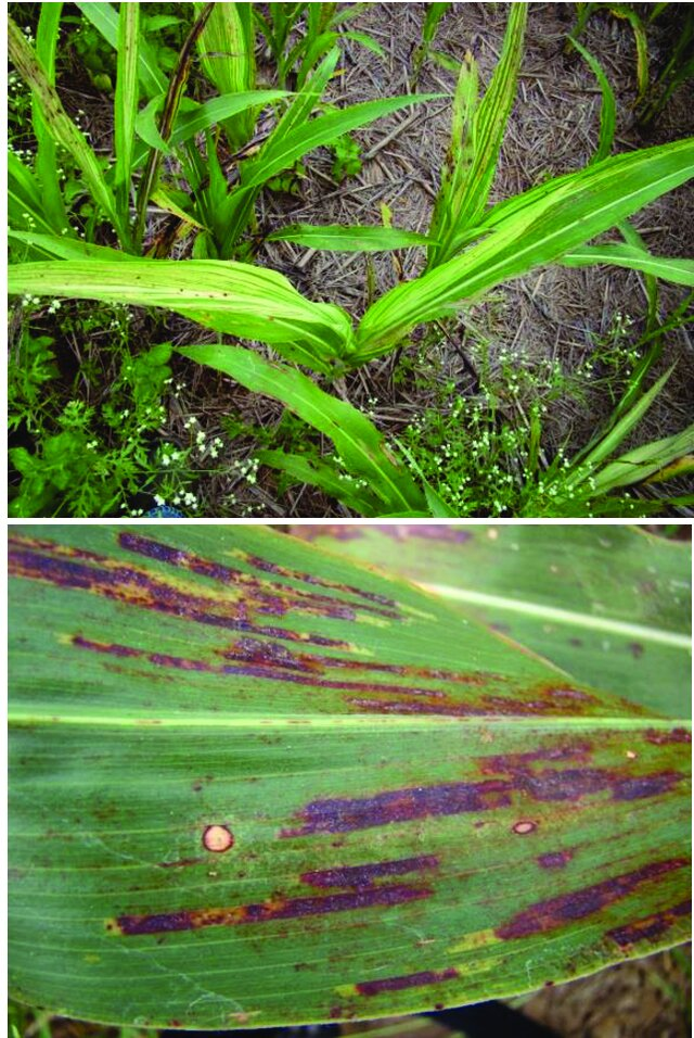 Folhas de sorgo com sintomas de míldio