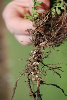 Root Ball 