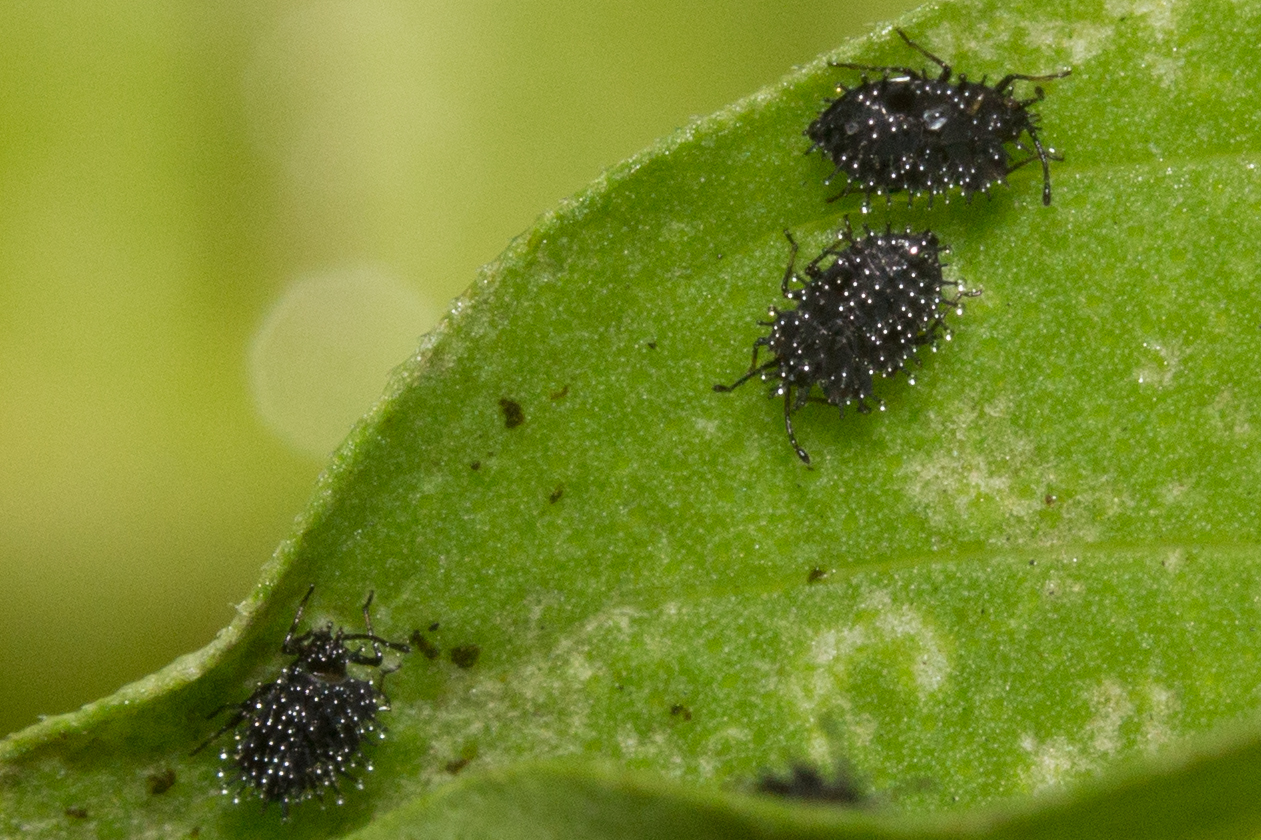 Pest Infestation