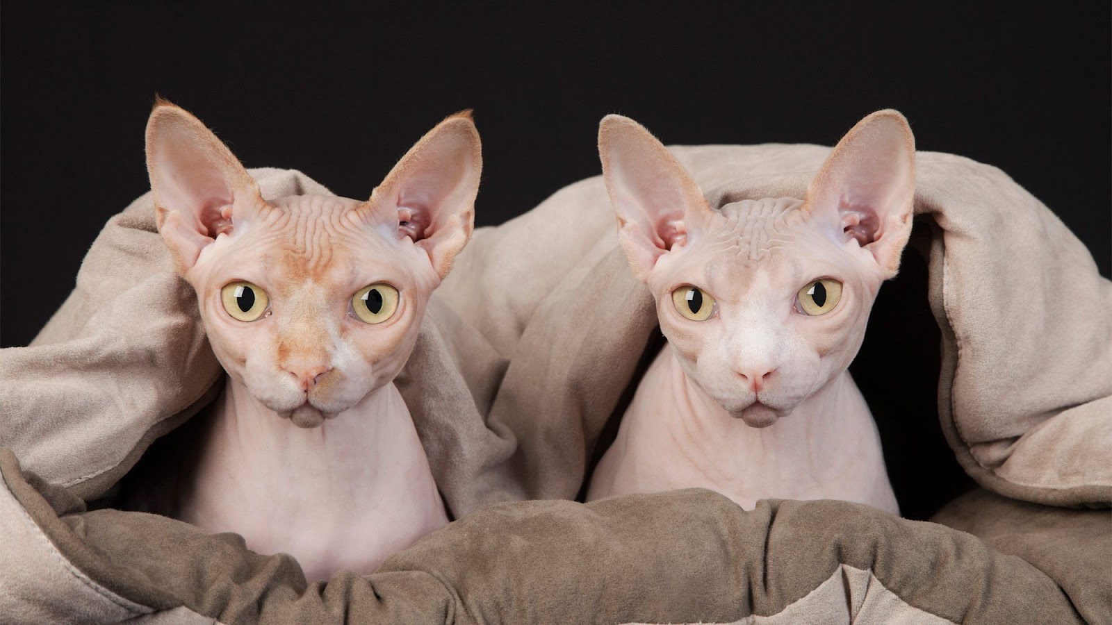 Sphynx Cats New York