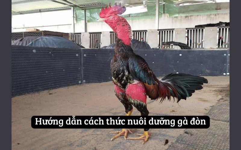 Hướng dẫn cách thức nuôi dưỡng gà đòn