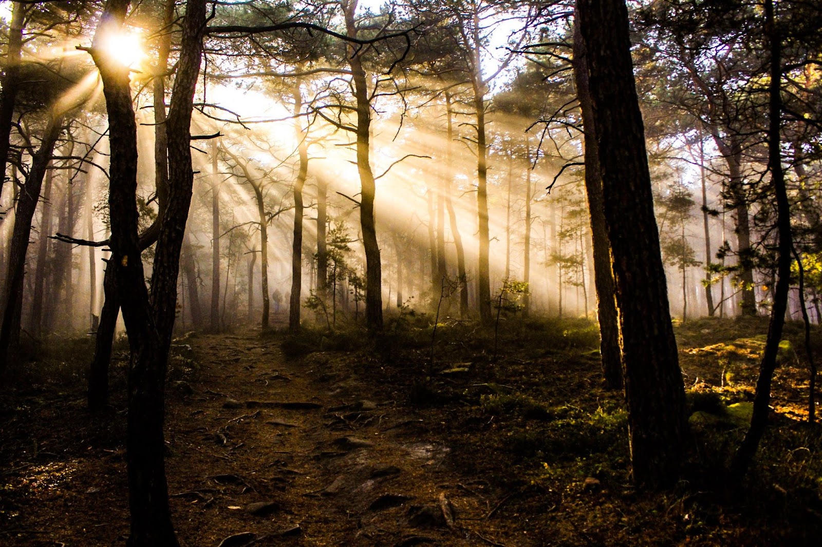 natural light through trees in the forrest