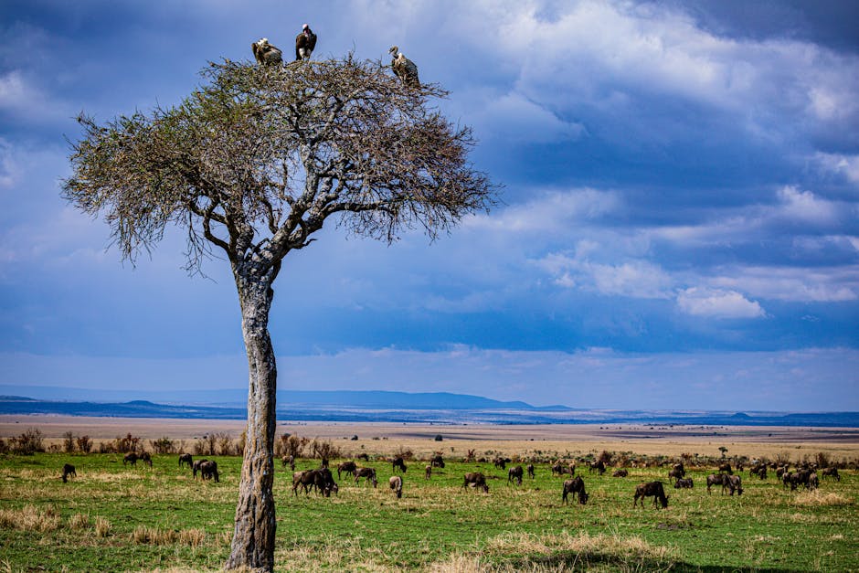 Landscape of the Savannah in Kenya with Wildebeests Under Blue Sky