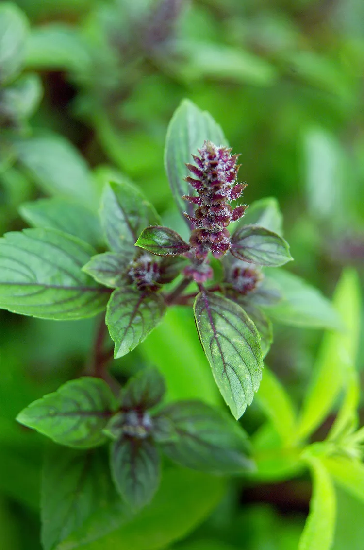Ants like creating a nest near the basil plant.