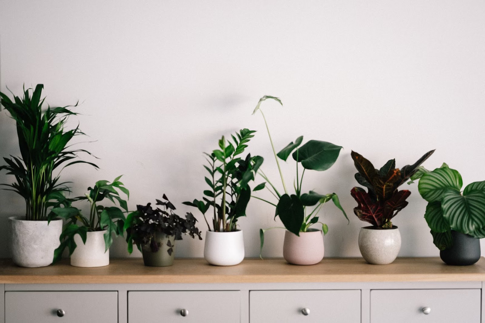 Houseplants - How to Increase Humidity in a Room