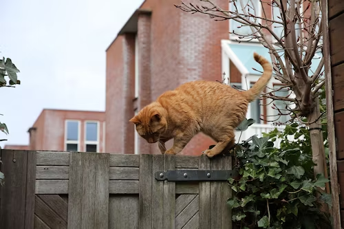 What is the best cat fence Australia?