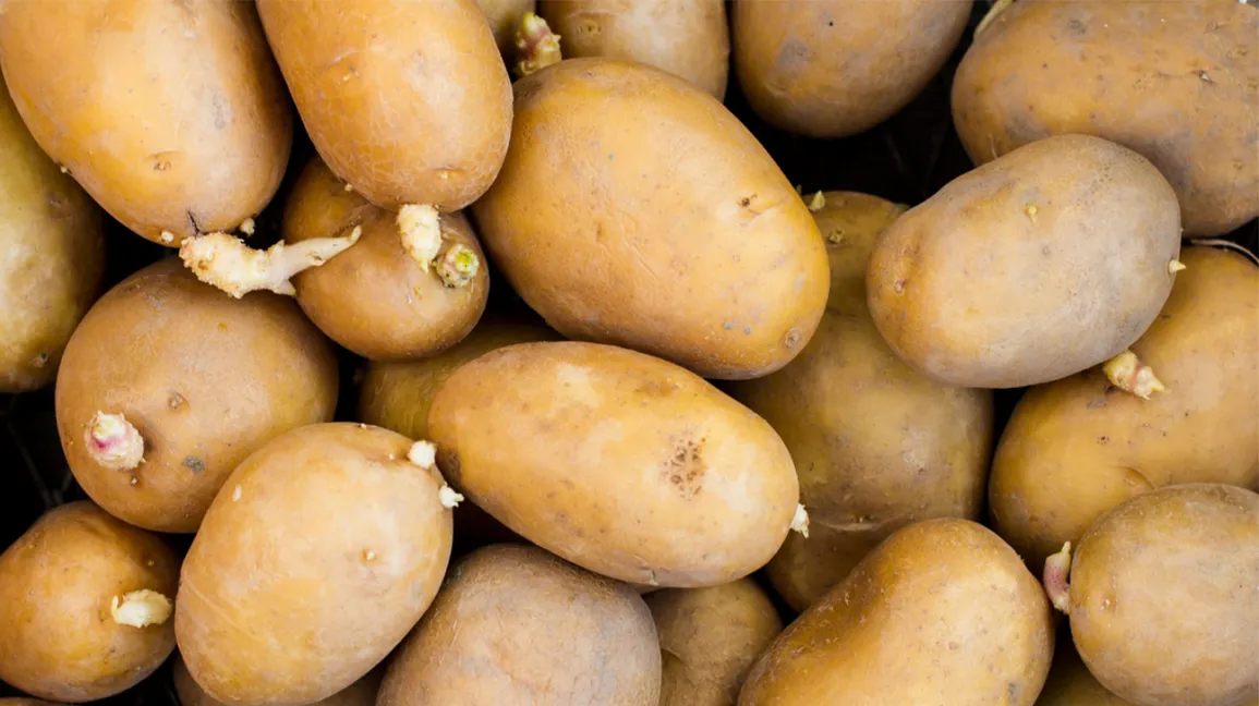 Tips to Accelerate Potato Sprouting for Planting