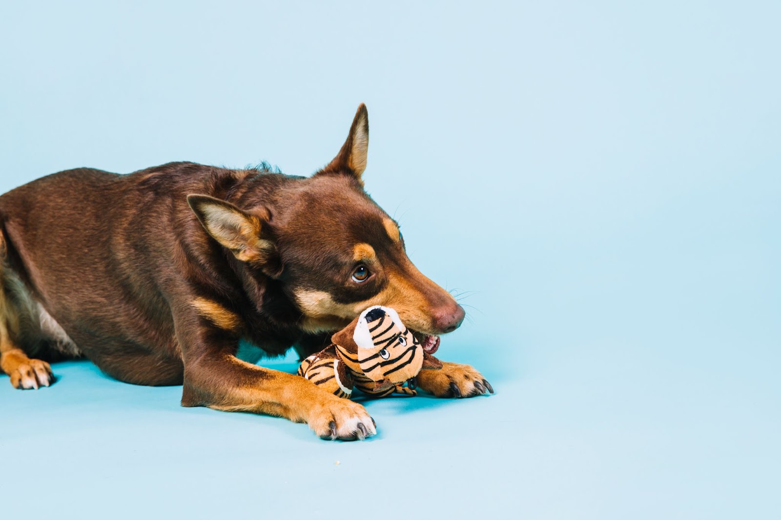 A cute puppy is playing with a little tiger doll