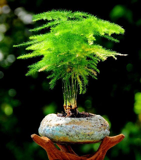 Asparagus fern 