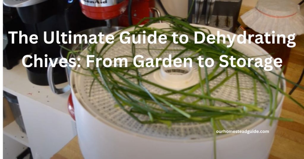 Dehydrating Chives 