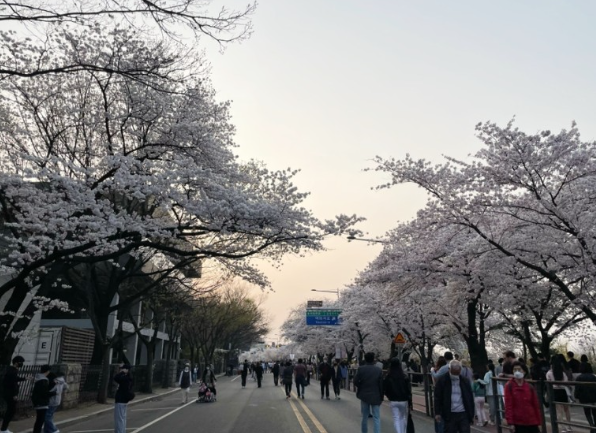 2024年4月に渡韓する人必見！桜が綺麗な観光地5選を紹介