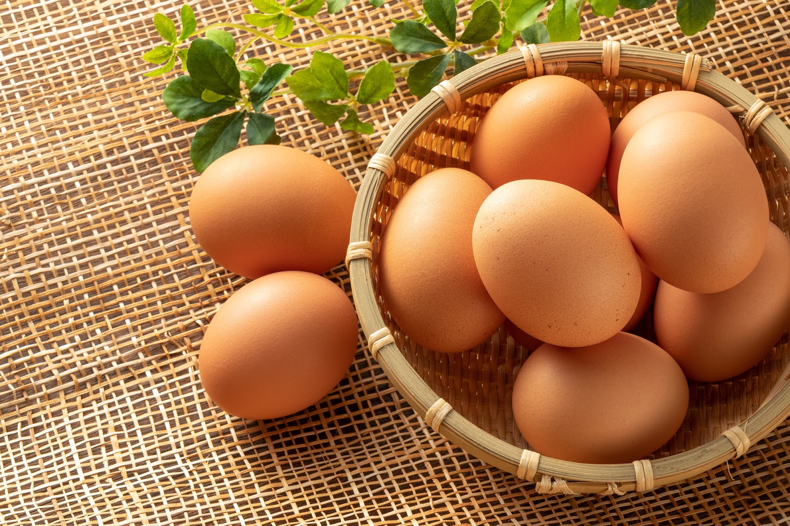 卵は毎日食べても大丈夫？養鶏場が解説します！