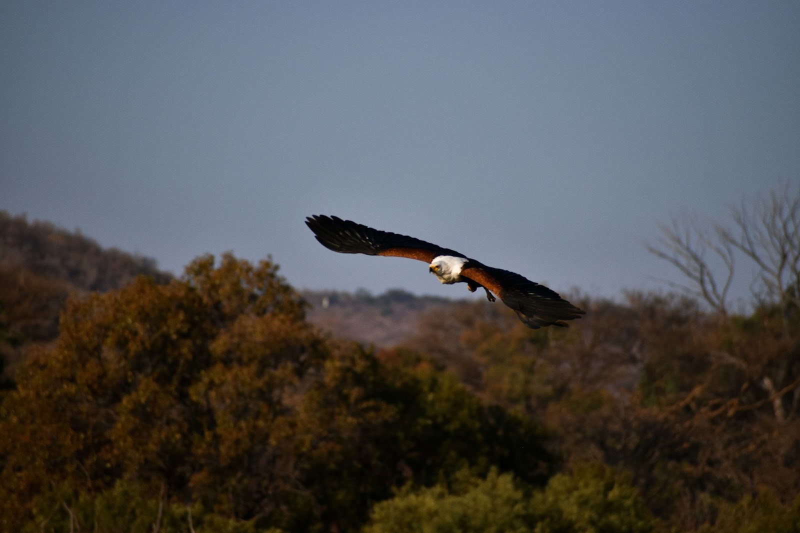The African Fish Eagle soaring above the Abrahams Waterhole