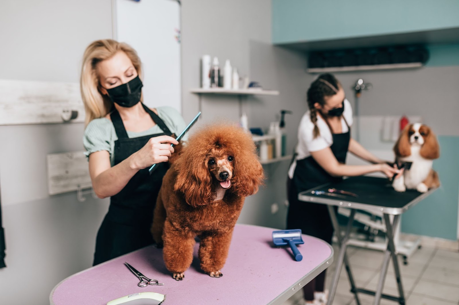 Hairy dog getting trimmed by a groomer