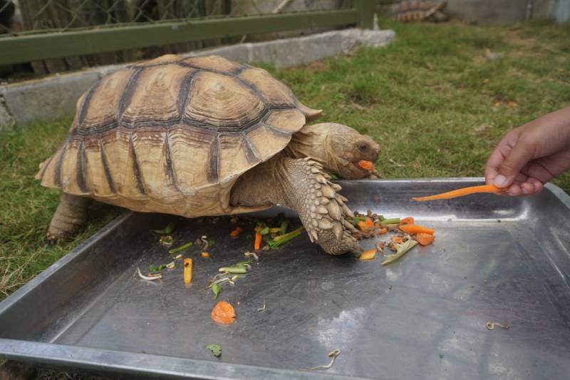 Can Russian Tortoises Eat Carrots