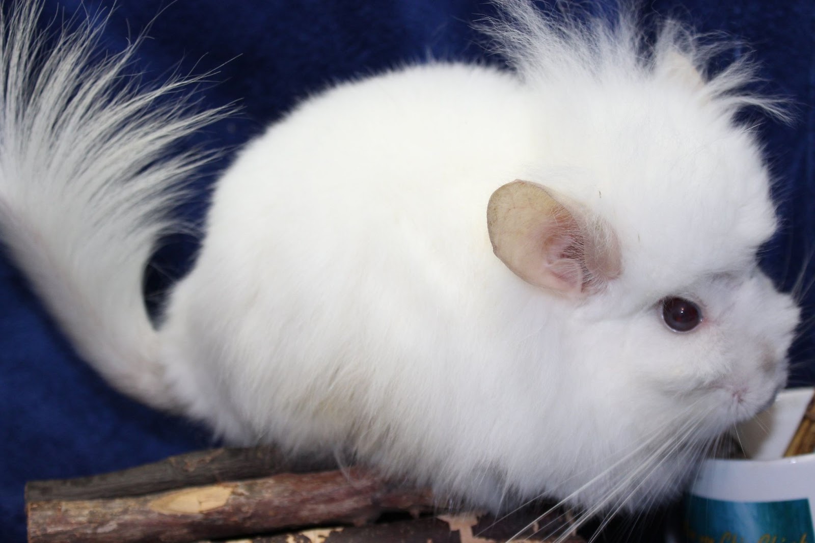 Royal Persian Angora Chinchilla