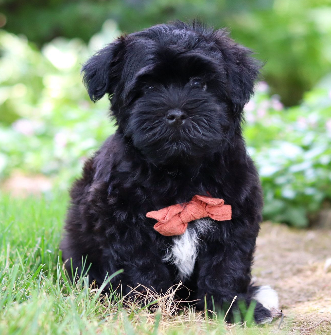 black havanese puppy