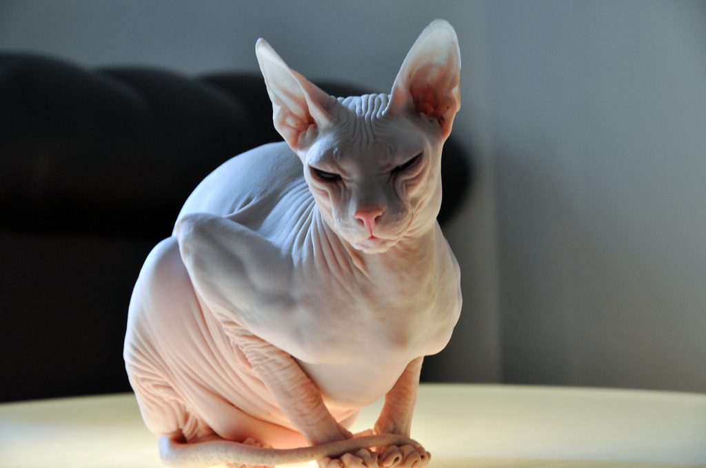 Sphynx Cats New York