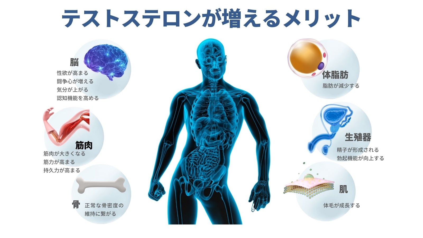 テストステロンが増えることのメリット