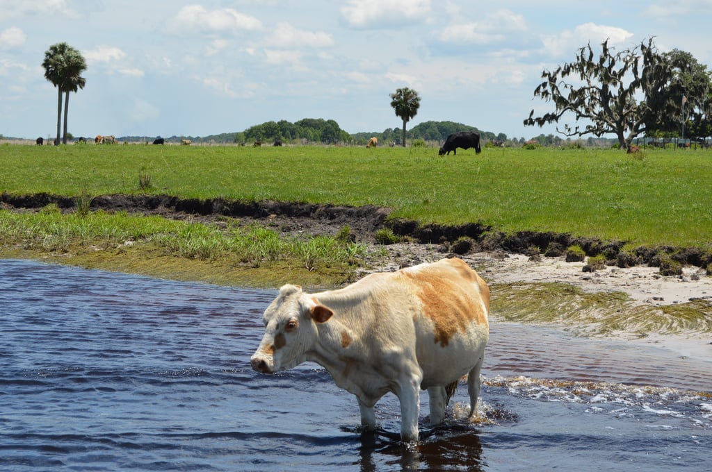 A cow cools off in a lake at the Drive-Thru Safari Park at Wild Florida