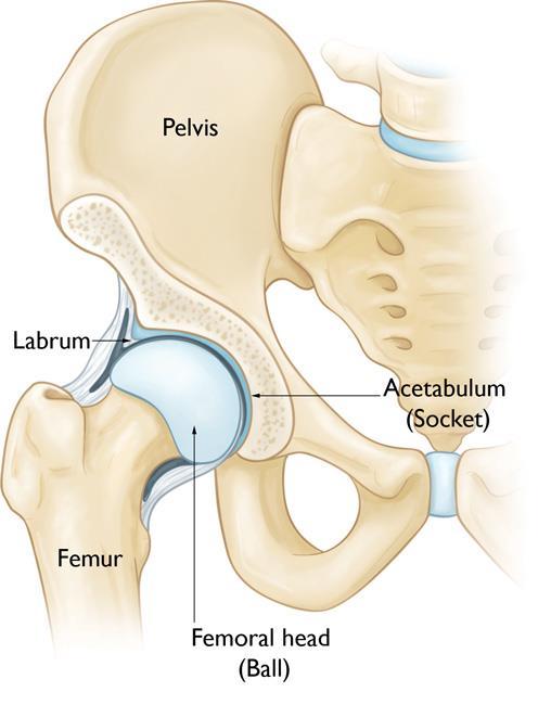 Normal hip anatomy