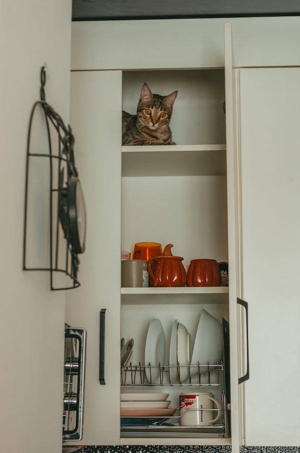 A cat sitting on a shelf

Description automatically generated