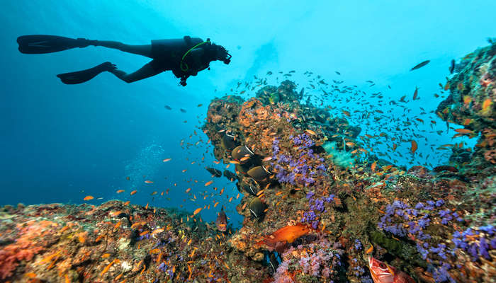 Maldives Scuba Diving (with photos): 12 Thrilling Sites To Explore In 2022!