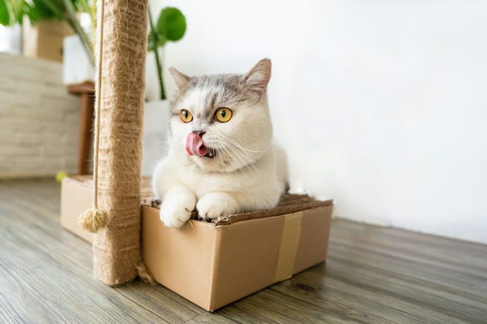 кіт у коробці
