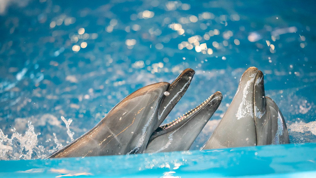 Dolphins at Dubai Dolphinarium