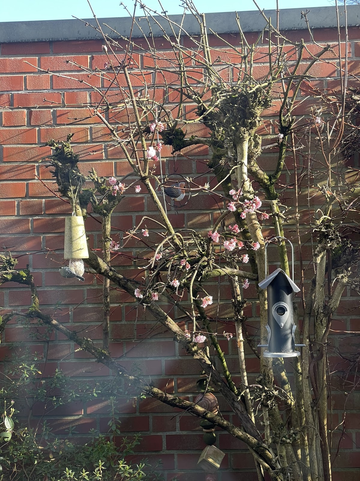 Vogelfutterstätte am Baum