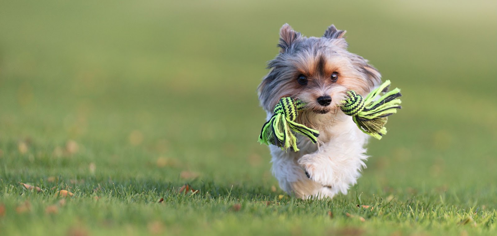 running puppy with toy on its mouth