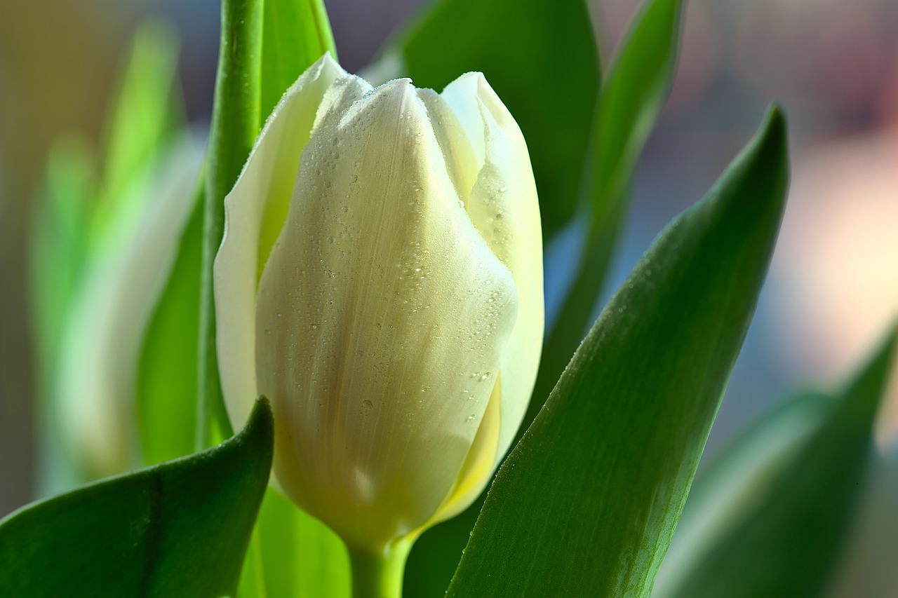 Maść z żółtego tulipana - przepis medycyny chińskiej 