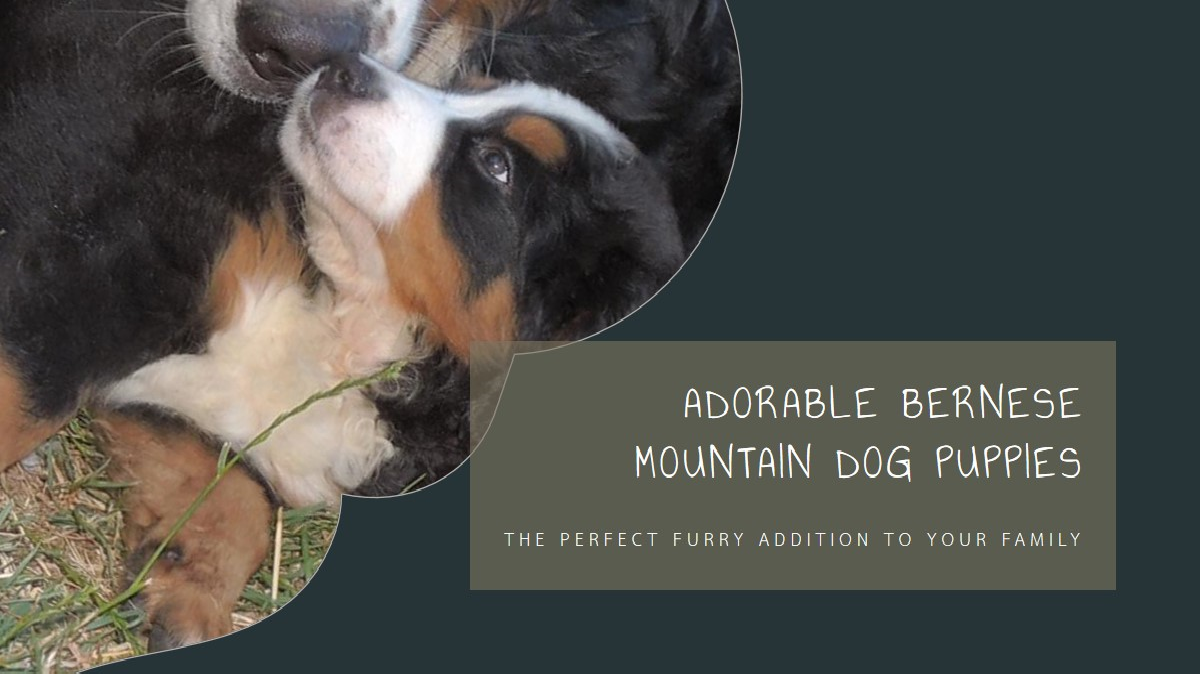 Bernese Mountain Dog Puppies: A Delightful Addition to Your Family