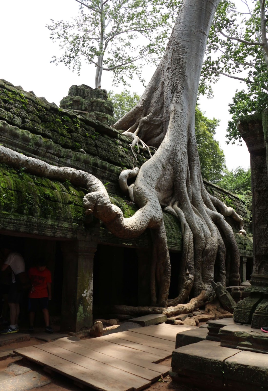 This is one of the roots that have taken over the gallery at Ta Prohm.