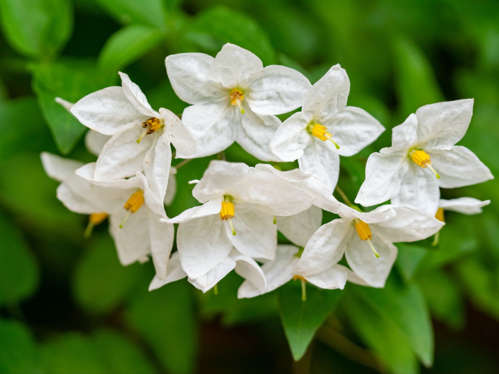 Iasomie (Jasminum spp.)