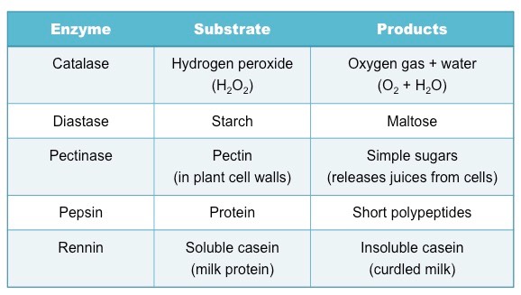 enzyme table 1