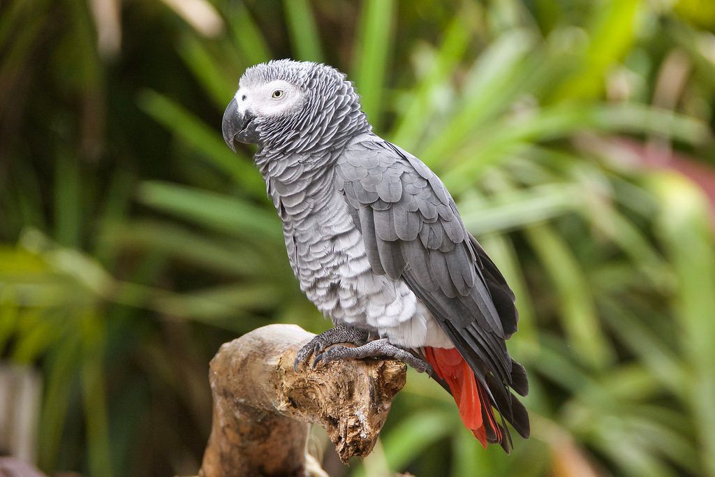 African Grey Parrots Names