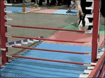 A rabbit running towards an obstacle course, but instead of jumping over it cleverly uses it's mouth to remove a bar.