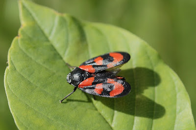The - Farmers' -  Battling - the - Mass - Destruction - of - Crops - by - Cicadas - this - year.