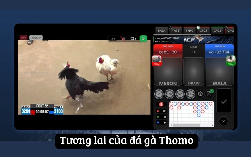 Tương lai của đá gà Thomo