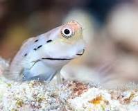I pesciolini che sostengono le barriere coralline - Le Scienze