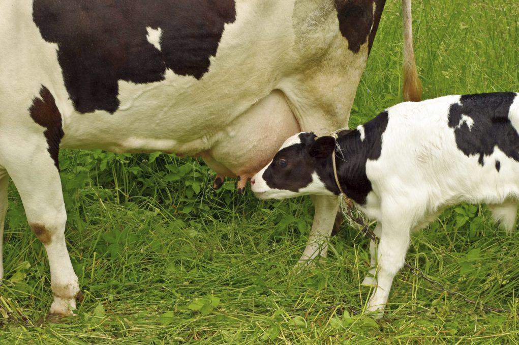 Colostro Bovino é um alimento humano funcional e nutracêutico